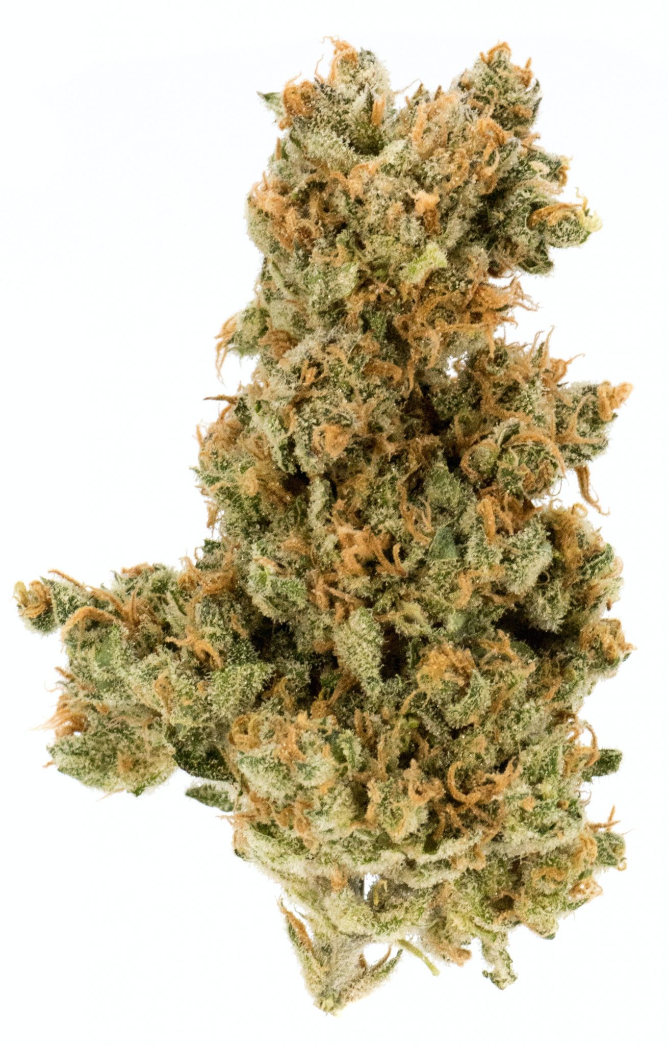 13 Ak -47 strain