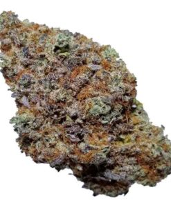 blackberry kush strain