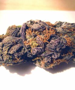 Purple Haze Strain