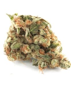 Girl Scout Cookies strain