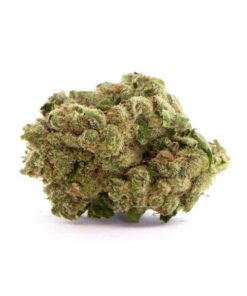 Sour Diesel Strain