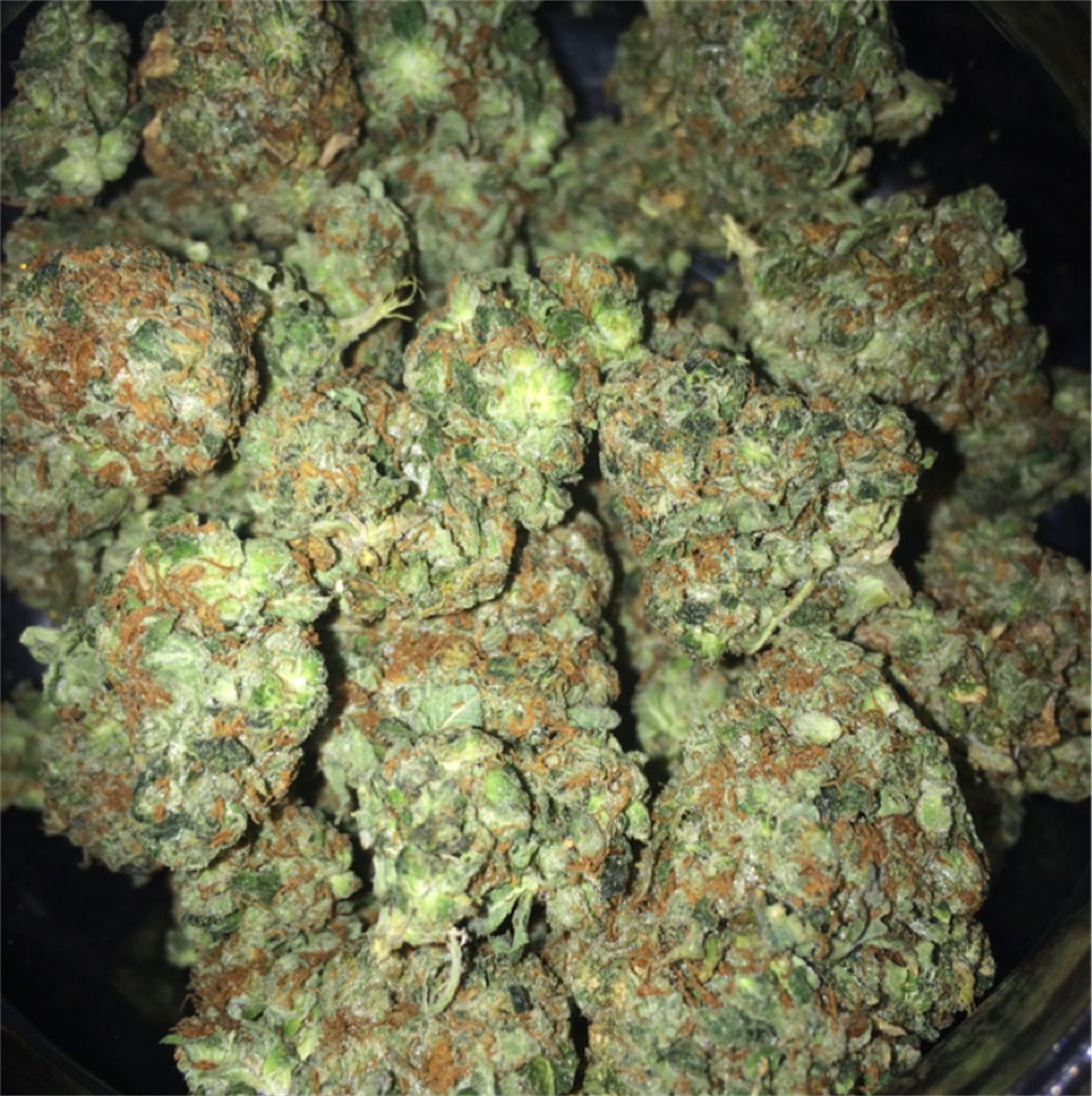 Gorilla Glue (GG4) gorilla glue 4 strain