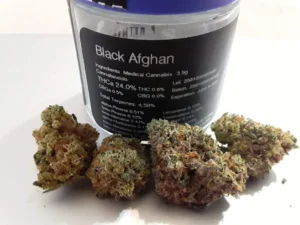 Black Afghan Strain