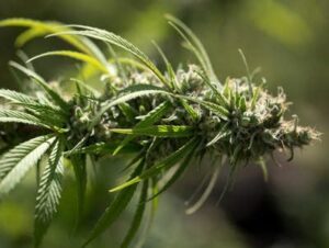 marijuana