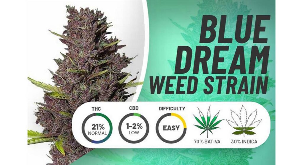 Blue Dream Weed Strain