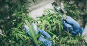 harvesting cannabis