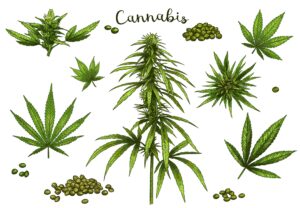 strains of weed