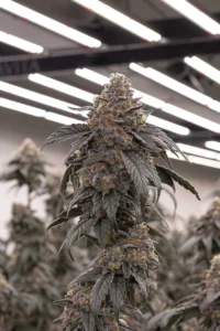 gorilla glue